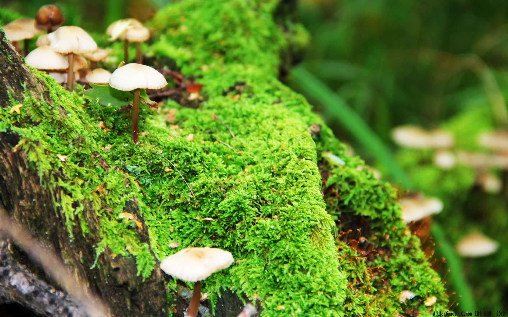 世界体能挑战赛:体适能评估体系被更多队伍采纳,体适能锦标赛